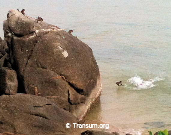 Cliff Diving Monkeys