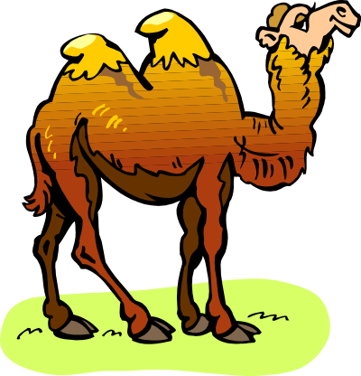 Camel