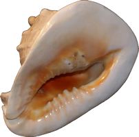 Shell