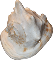 Shell