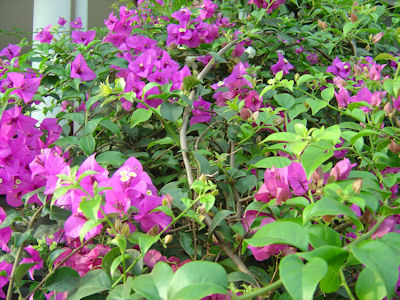 Bougainvillea